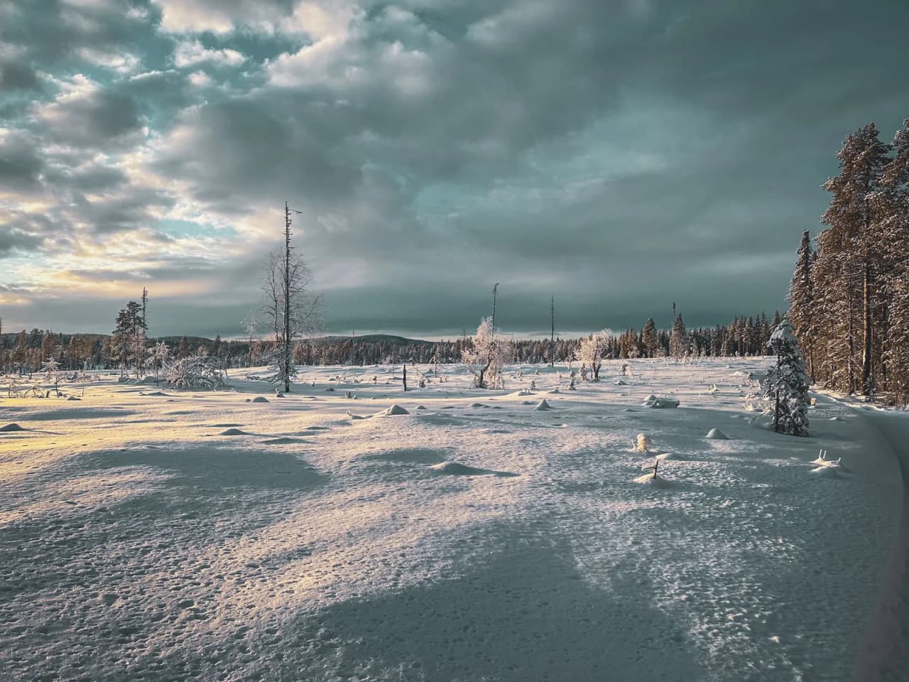 Vaste paysage enneigé en Laponie, arbres majestueux sous un ciel nuageux et lumineux.