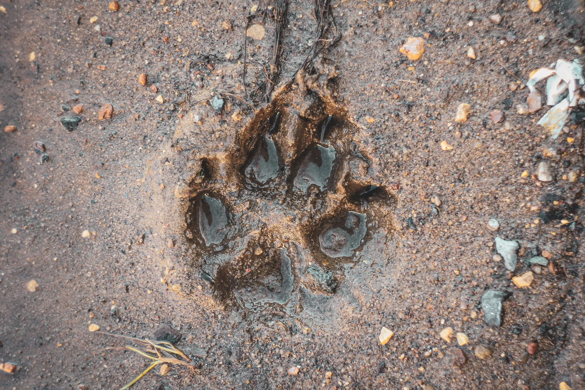 A deep paw print is visible in the damp ground. It has several distinct pads, indicating that it is probably from a wild animal. The surrounding soil is made up of sand and small gravels, by
