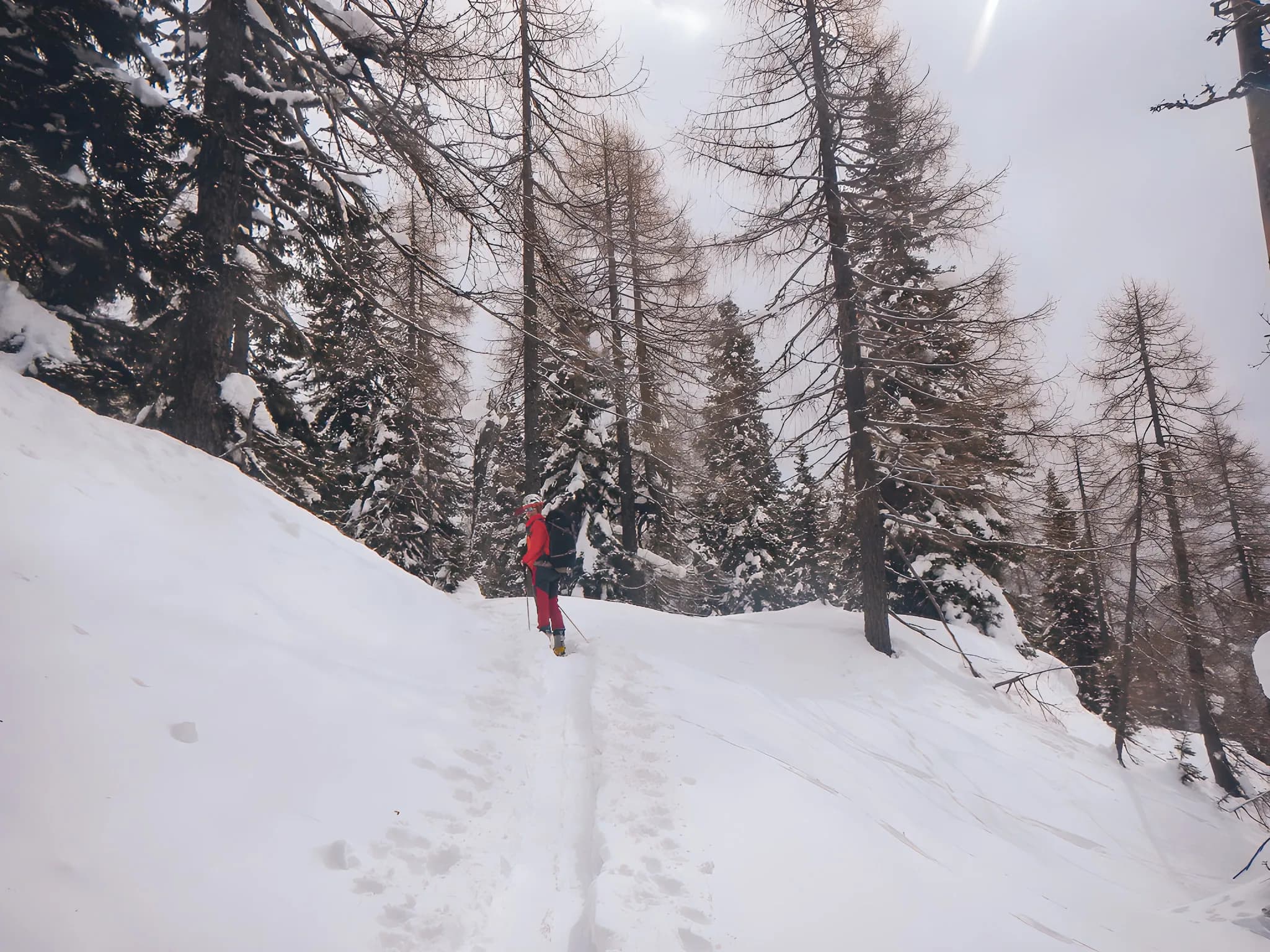 Randonnée en raquettes dans la neige, au cœur des Alpes juliennes, entre sapins majestueux.