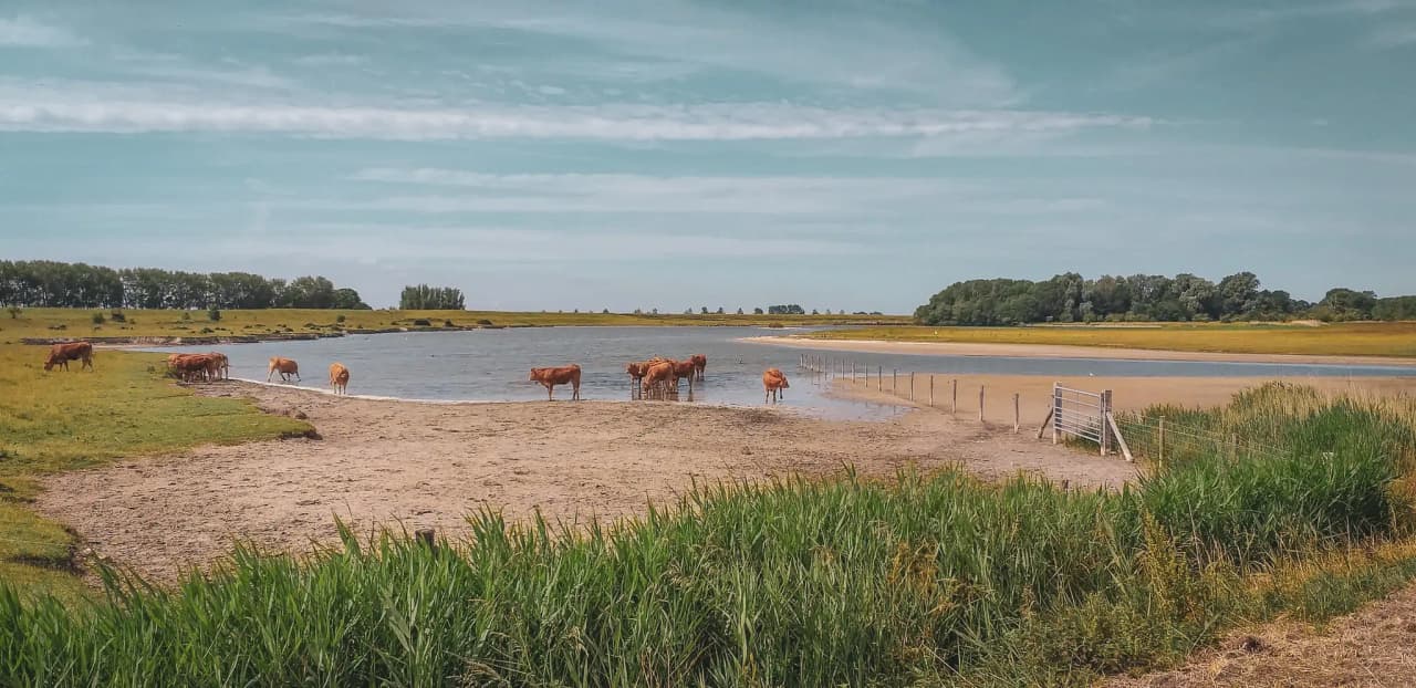 Cows grazing by a serene water body, surrounded by lush greenery and a clear blue sky.