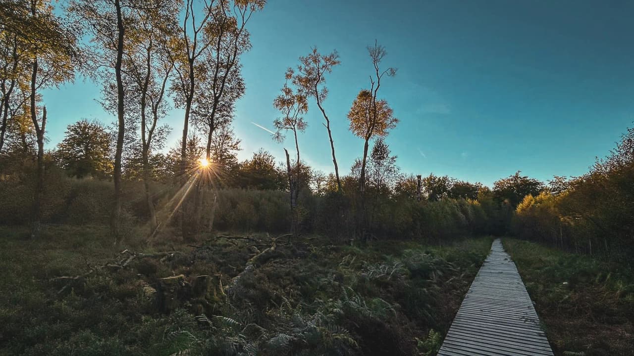 Un sentier en bois à travers la forêt, baigné par la lumière dorée du soleil couchant.