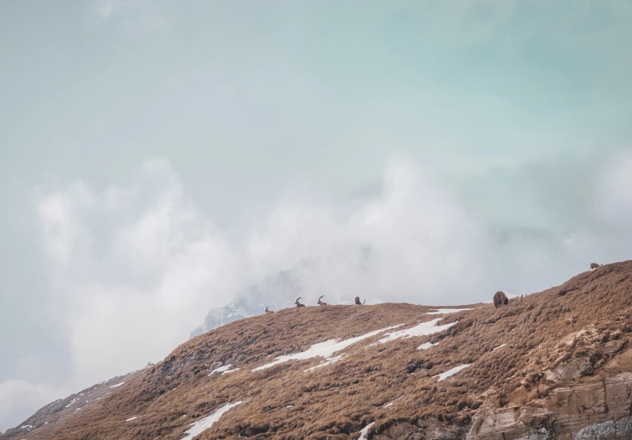 Des animaux majestueux se détachent sur un paysage alpin embrumé, invitant à l'aventure.