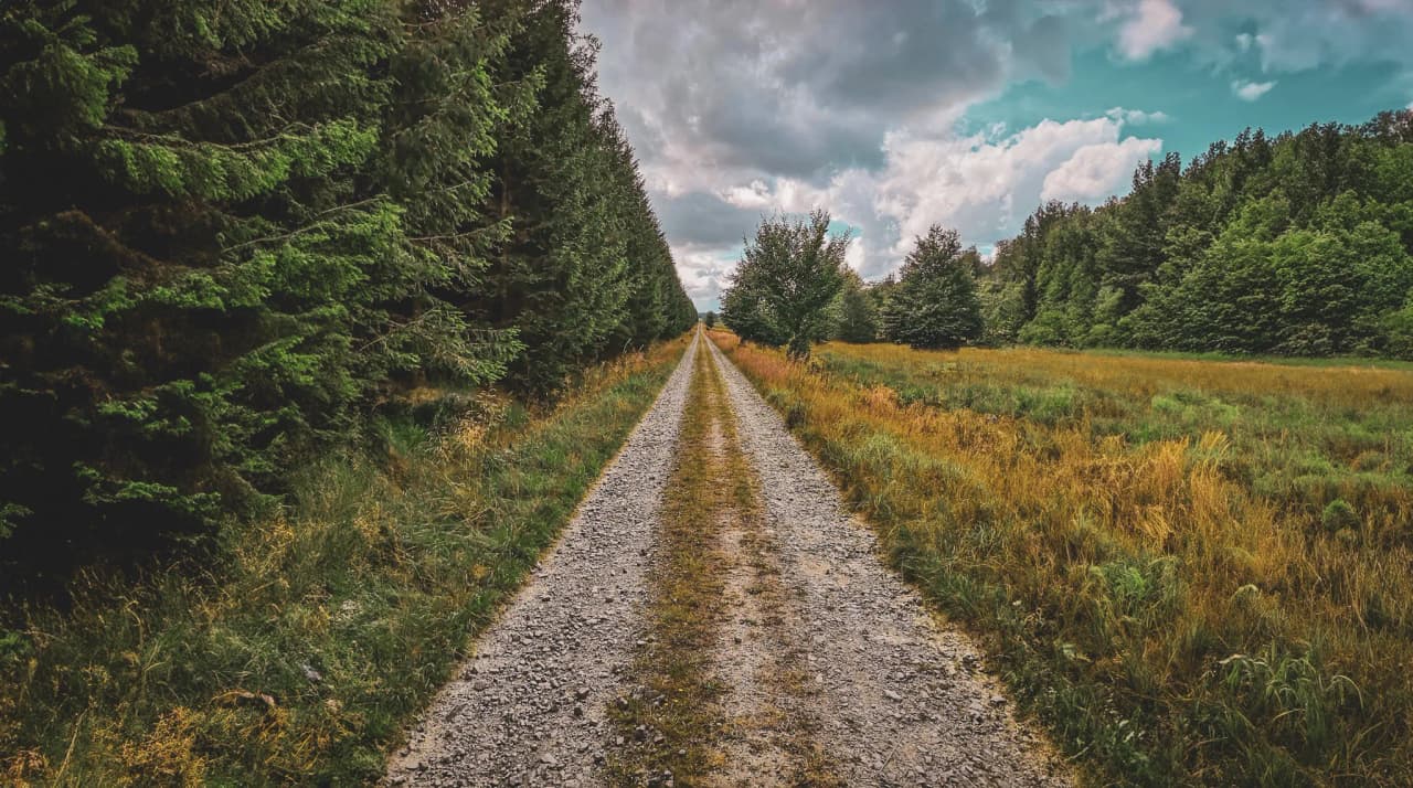 A dirt track runs through a dense forest, lined with conifers on either side. The ground is made up of gravel and grass, with touches of yellow and green around the edges. Visit