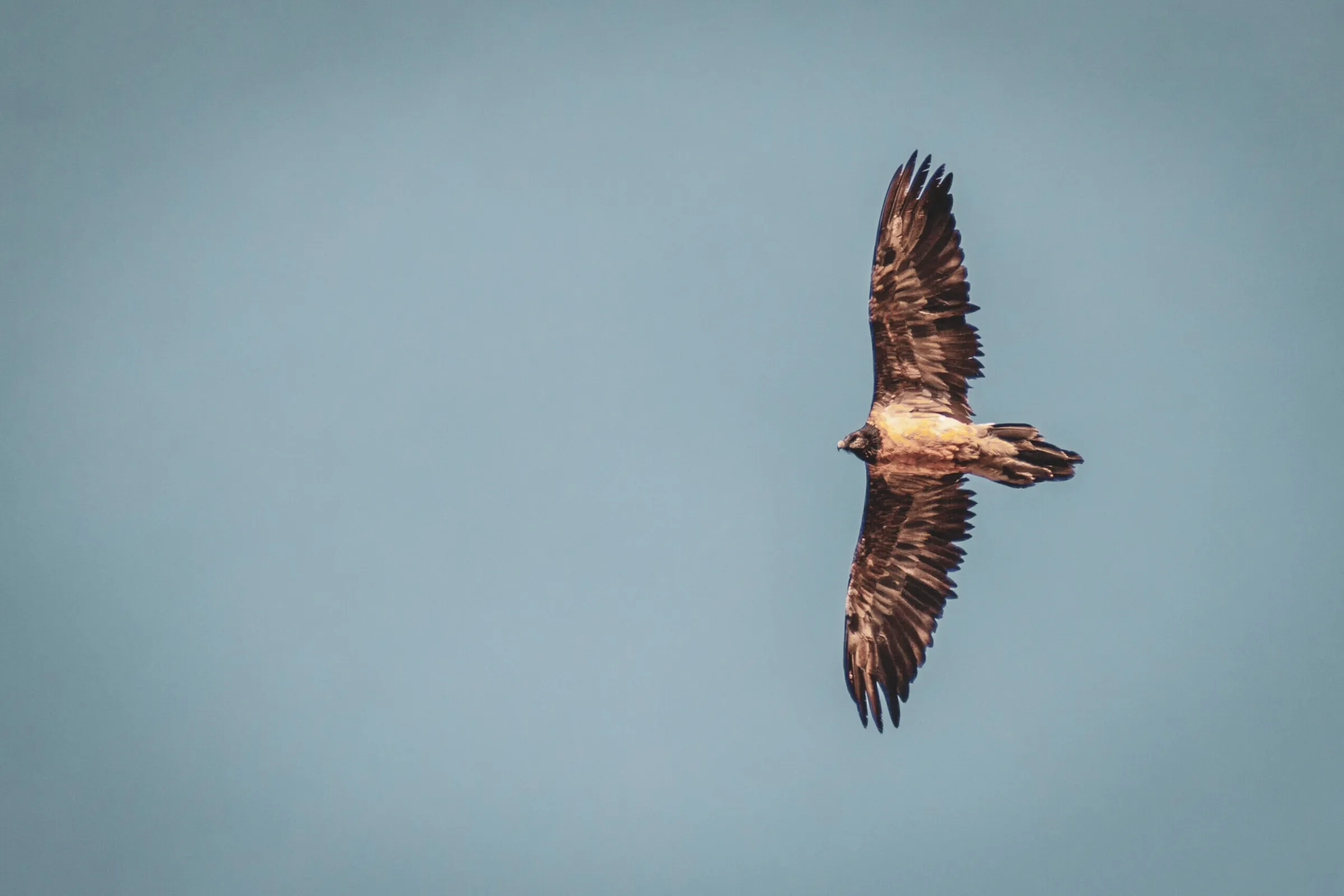 A majestic bird of prey flies across a blue sky, a symbol of adventure in the great outdoors.