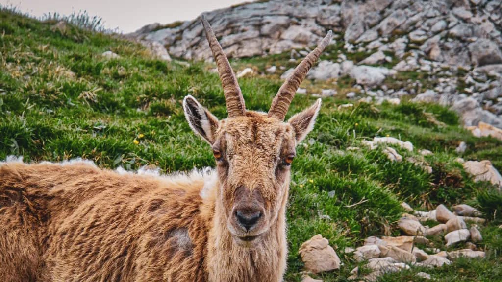 Chèvre des montagnes au milieu des alpages verdoyants, invitation à l'aventure dans le Vercors.