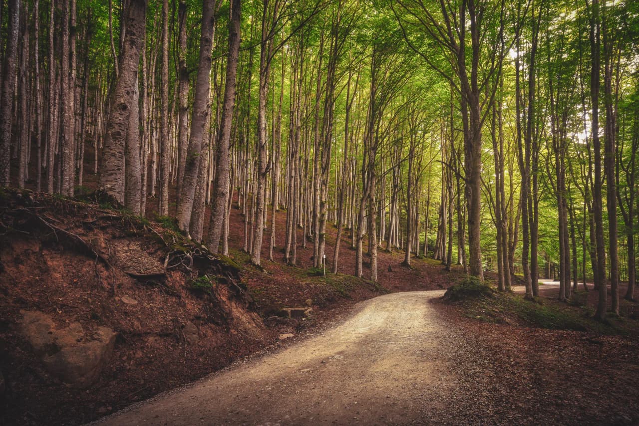 A winding dirt track leads through the Casentinesi forest, surrounded by slender trees with light-coloured trunks. The ground is covered in dead leaves, while the sunlight filters through the green foliage,