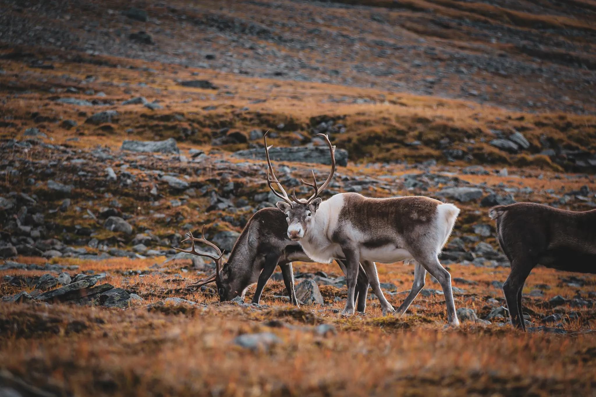 A natural landscape with reindeer moving among rocks and yellowing grass. Two reindeer, one with a brown and white coat and the other darker, approach each other.