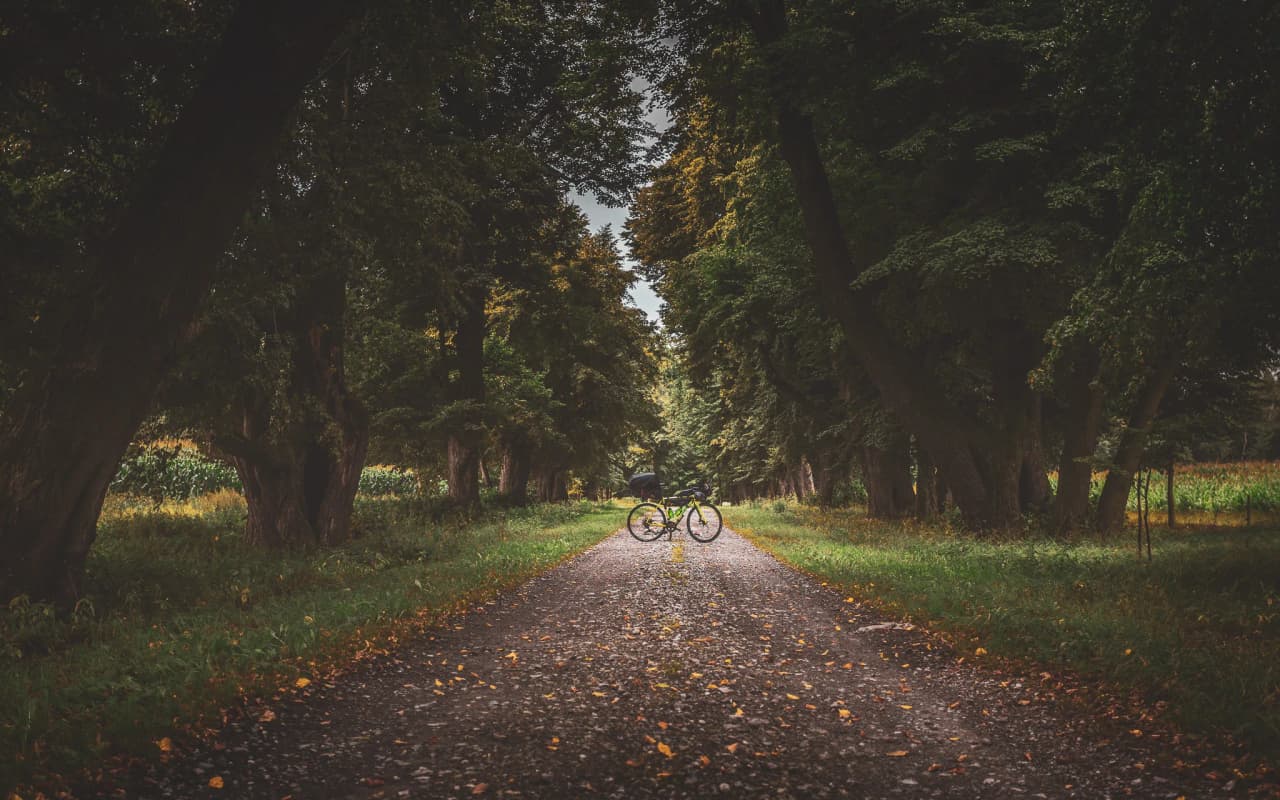 A dirt track lined with majestic trees, creating a natural canopy above. In the centre, a bicycle lies on the ground, surrounded by fallen leaves, evoking a peaceful, autumnal atmosphere.