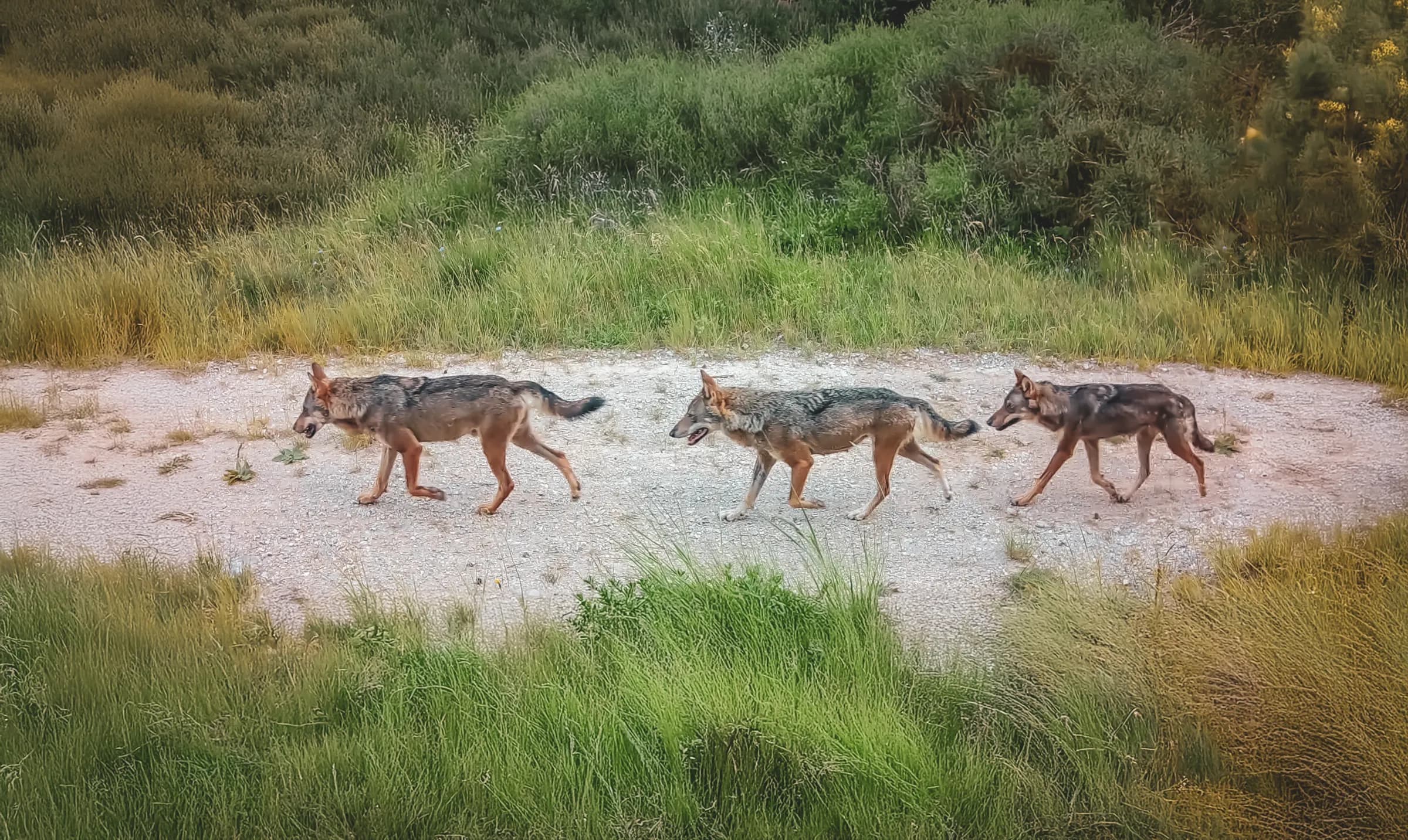 Three wolves move along a path in the middle of nature, surrounded by tall green grass. The ground is a light colour and the scene is illuminated by soft light. In the background, you can see