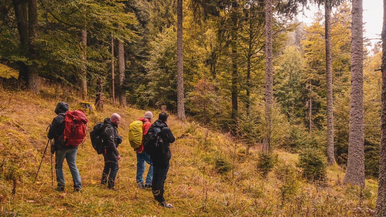 A peaceful landscape in the Vosges mountains, with a solitary tree overlooking green valleys.