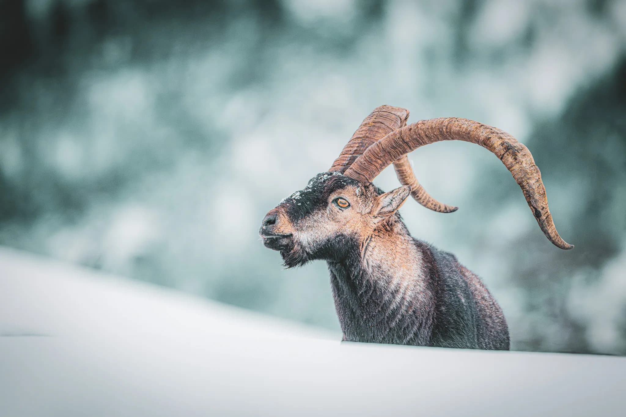 A majestic ibex in a snowy landscape, a symbol of the wild Pyrenees.