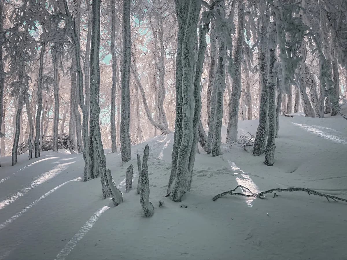 Forêt enneigée dans les Vosges, arbres recouverts de neige, ambiance paisible et mystique.