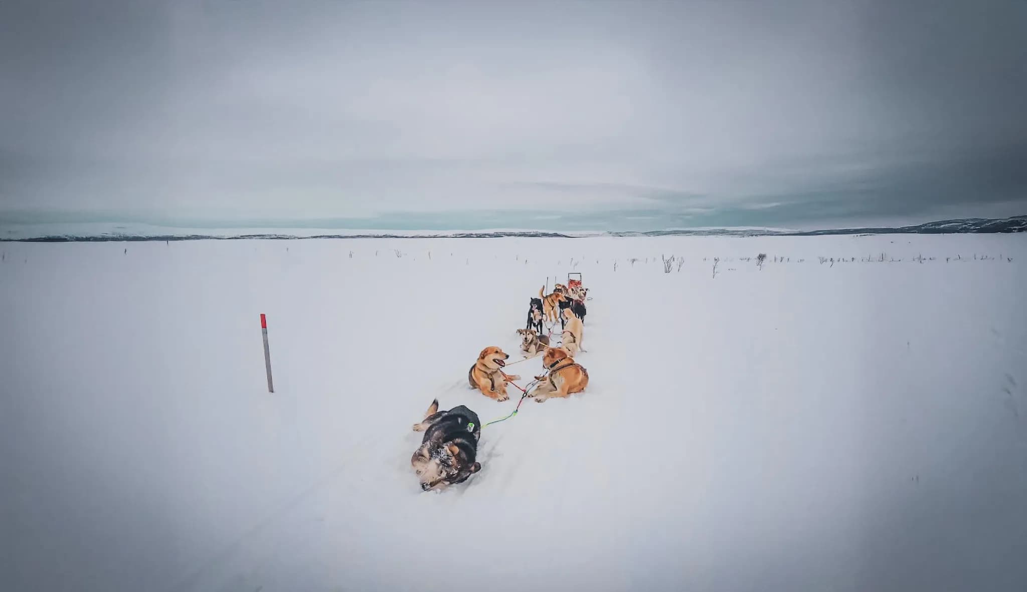 A dogsled glides across a vast winter landscape, covered in a thick layer of snow. A line of dogs pulls the sled, some in motion while others appear to be resting. À