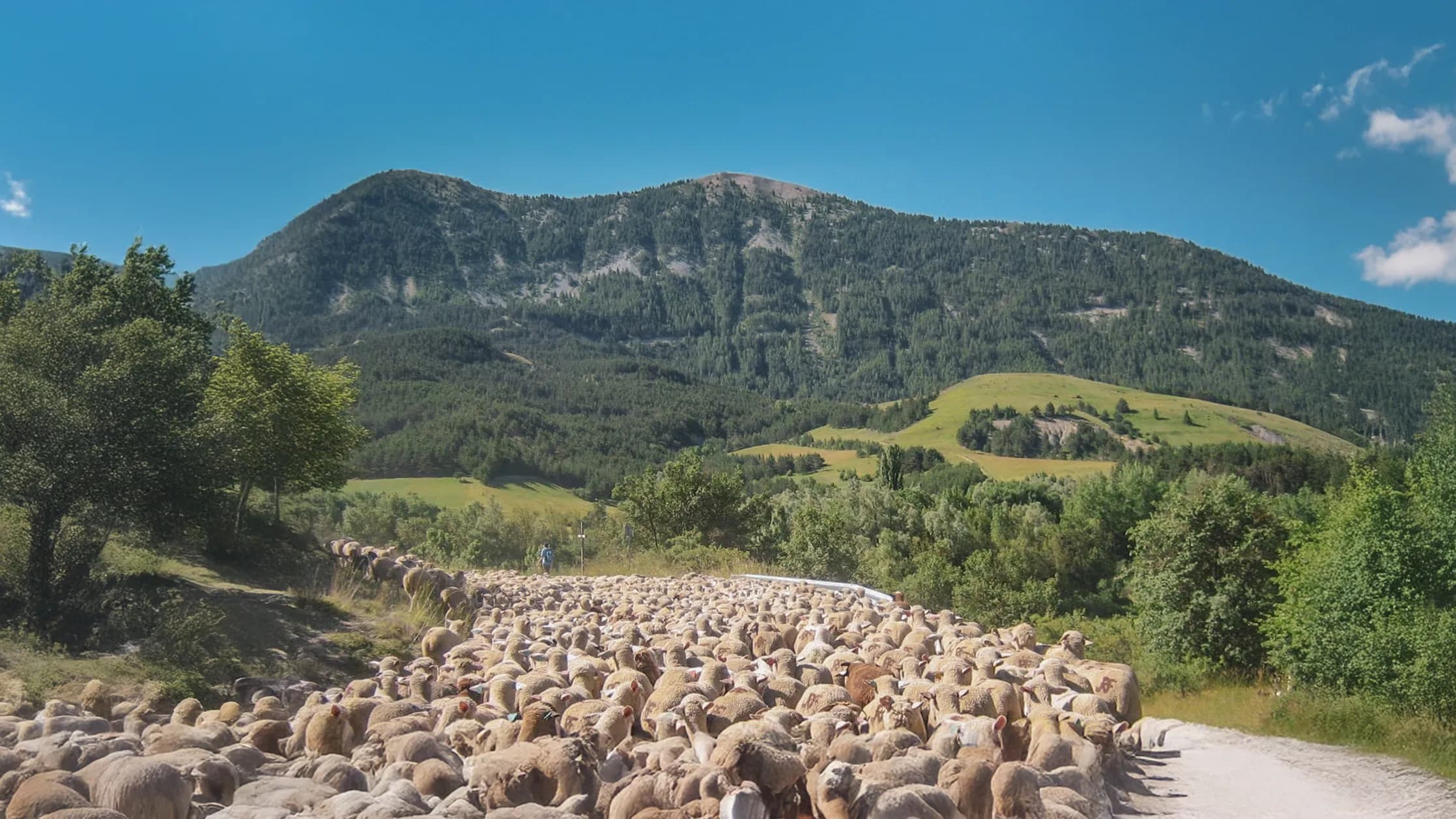 A flock of sheep moves along a country lane, surrounded by lush greenery and hills. In the background, majestic mountains rise up under a clear, sunny sky.