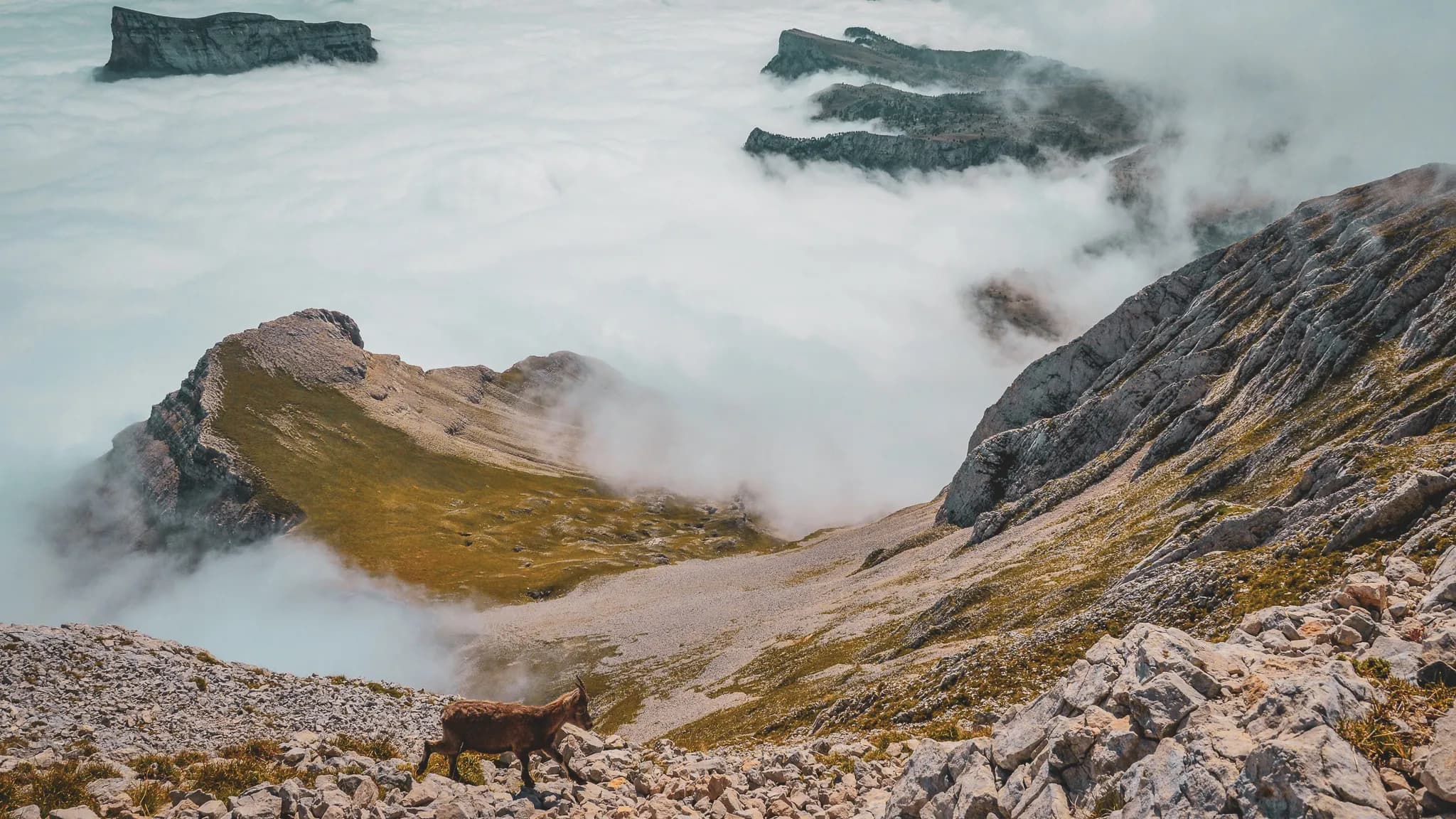 A spectacular mountain landscape, where rocky peaks emerge from a sea of clouds. The vegetation is verdant, dotted with rocky areas. An animal, probably a goat, moves across the