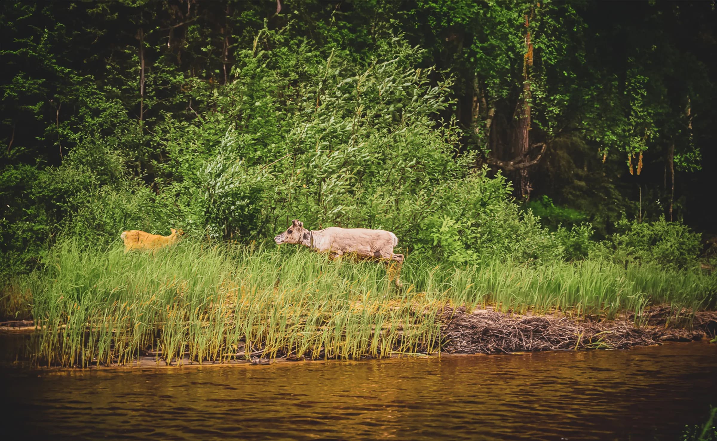 A deer stands on the bank, surrounded by lush vegetation, and a small yellow animal, probably a fawn, is nearby. The calm water reflects the verdant hues of the surrounding nature.