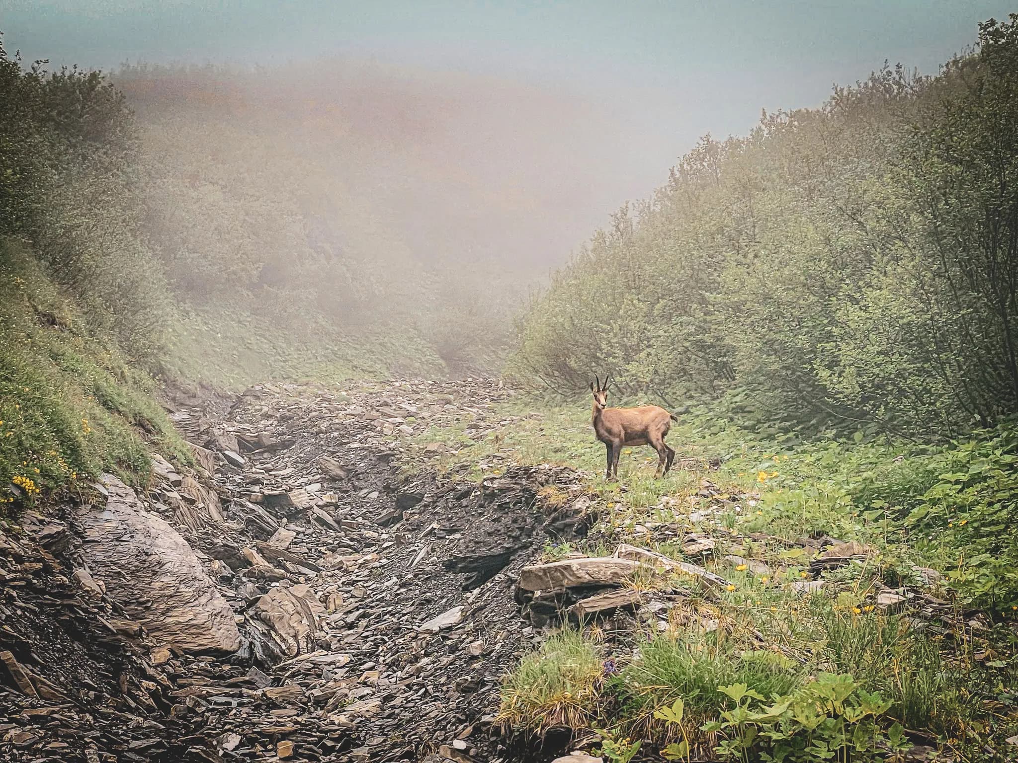 A misty mountain path, lined with lush vegetation and rocks, where a chamois stands observing its surroundings. The ground is strewn with stones, with a few wildflowers adding