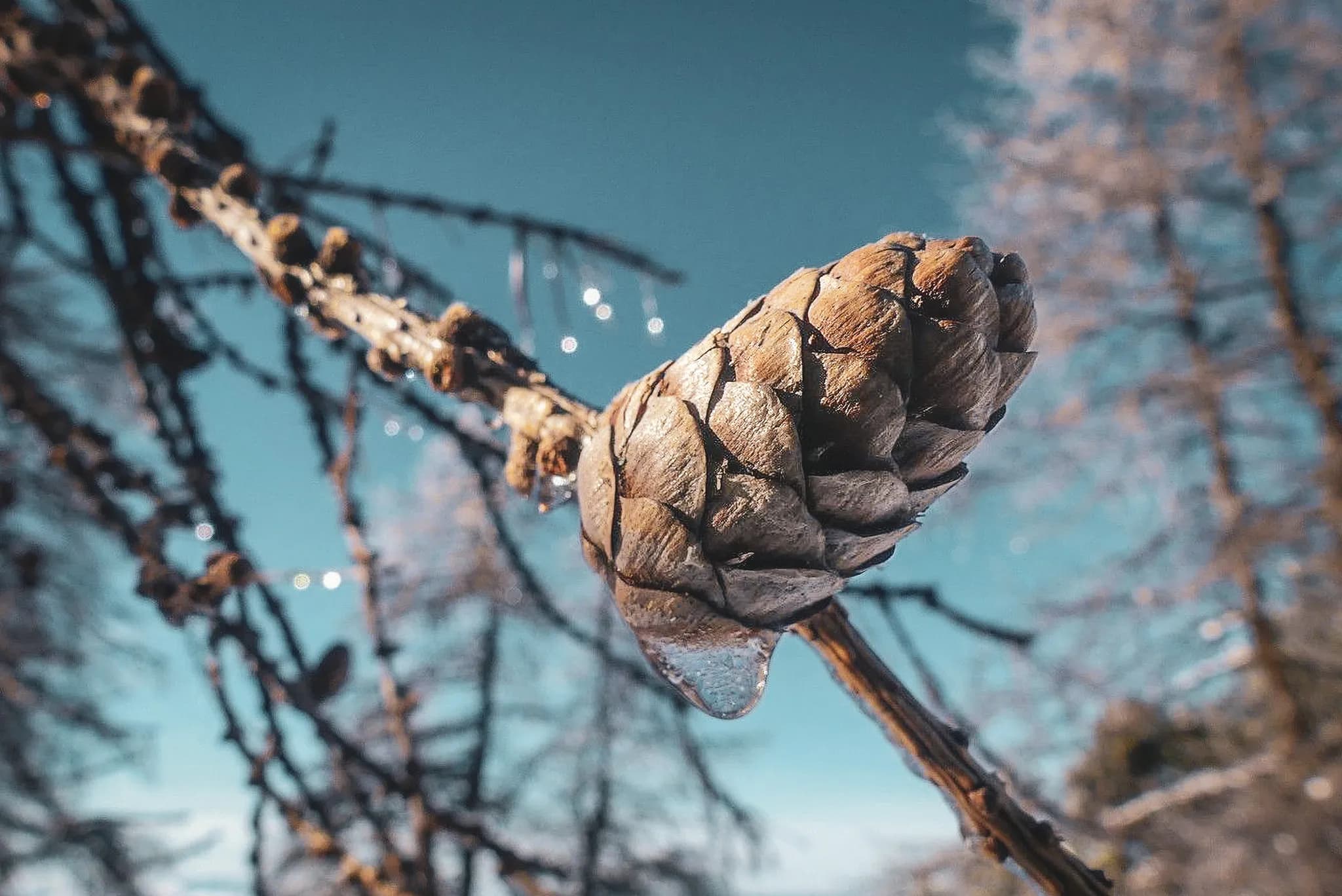 Pine cone scintillant sous le soleil, avec des gouttes d'eau, au cœur des paysages d'hiver.