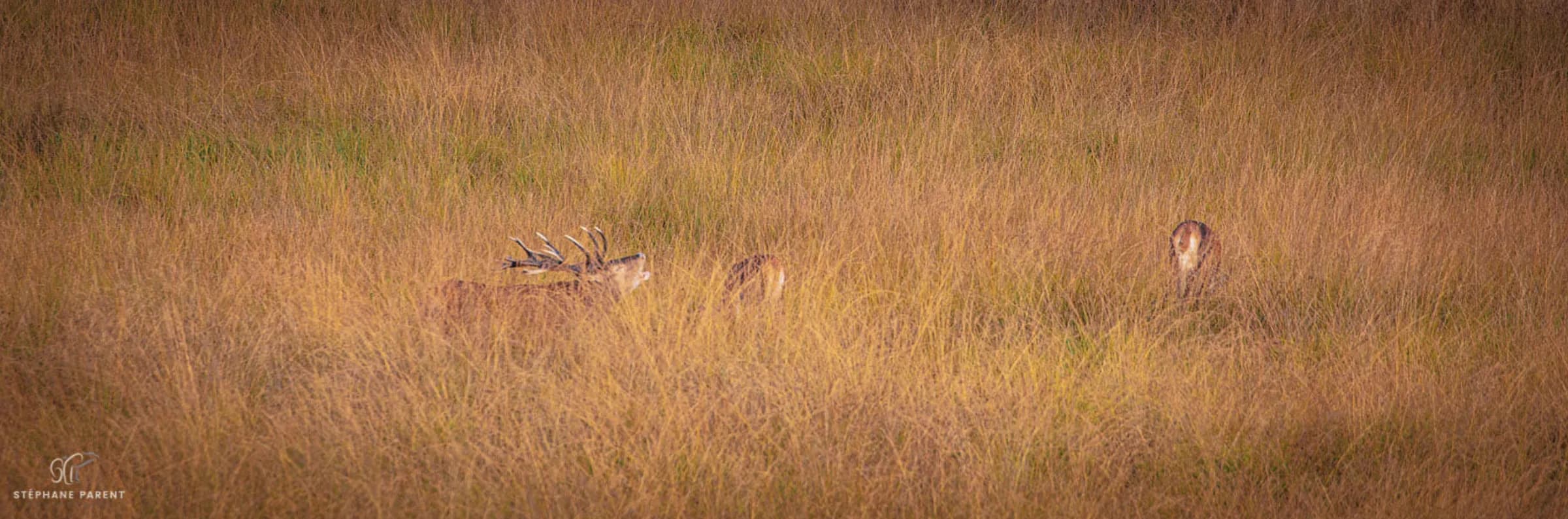 A landscape of golden meadows, dotted with tall grasses, plays host to a scene of wild nature. Two deer, delicately camouflaged among the vegetation, are visible. One of the deer is