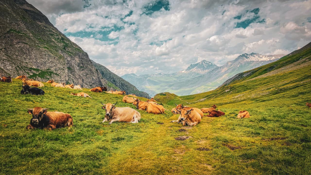 Vaches paissant paisiblement dans un paysage alpin verdoyant, avec des montagnes majestueuses en arrière-plan.