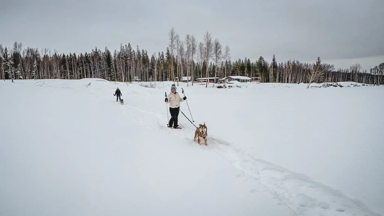 A winter walk in Lapland, snowshoes on, with a sled dog, under a grey sky.