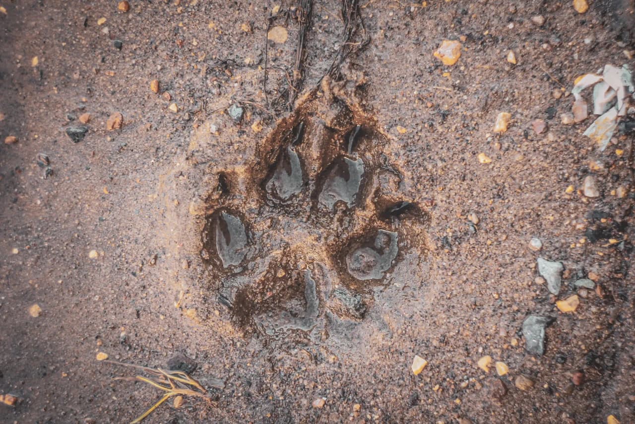 The mark of a wolf's paw on the ground, a reminder of the wild fauna of the Vercors. A nature adventure!