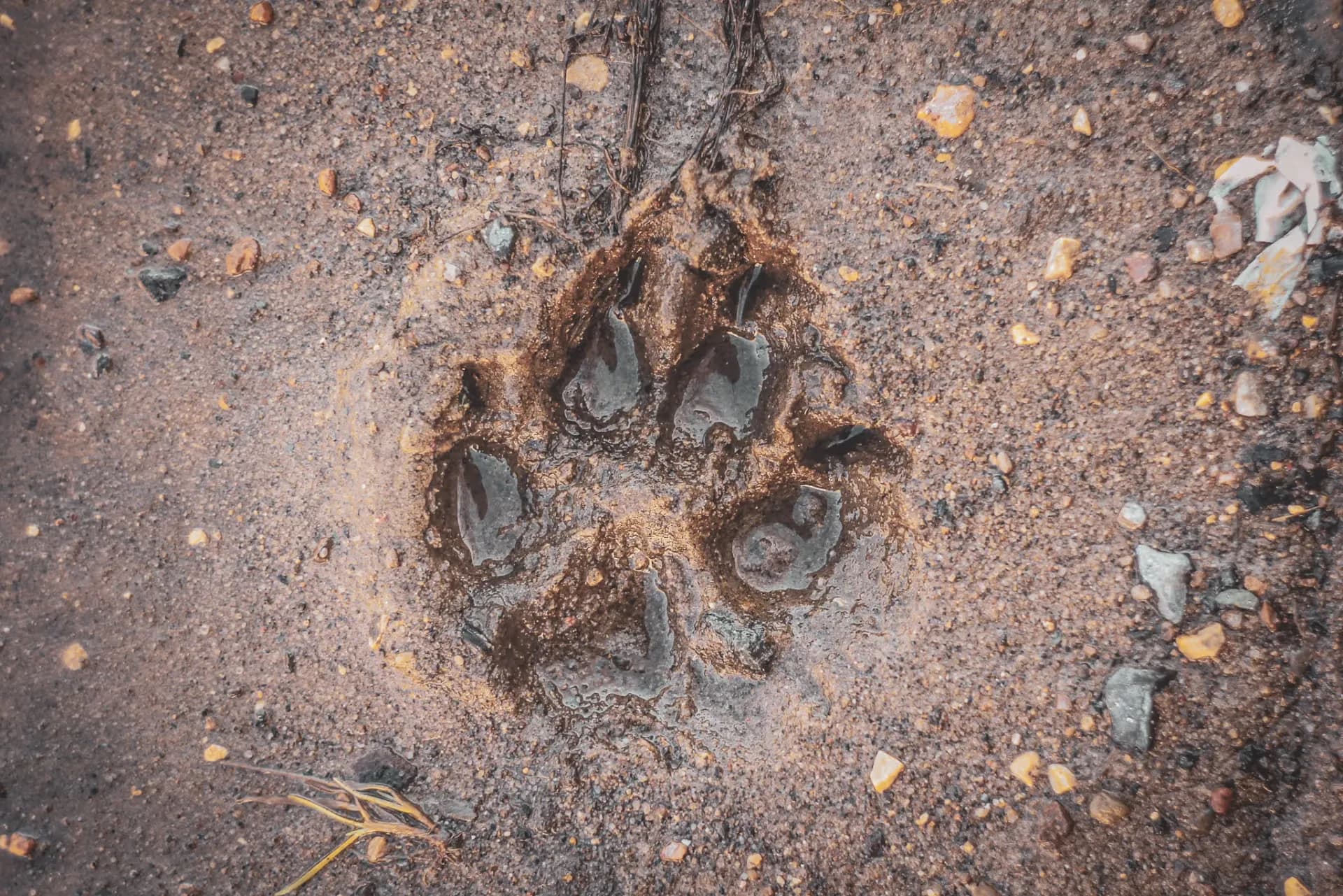 The mark of a wolf's paw on the ground, a reminder of the wild fauna of the Vercors. A nature adventure!