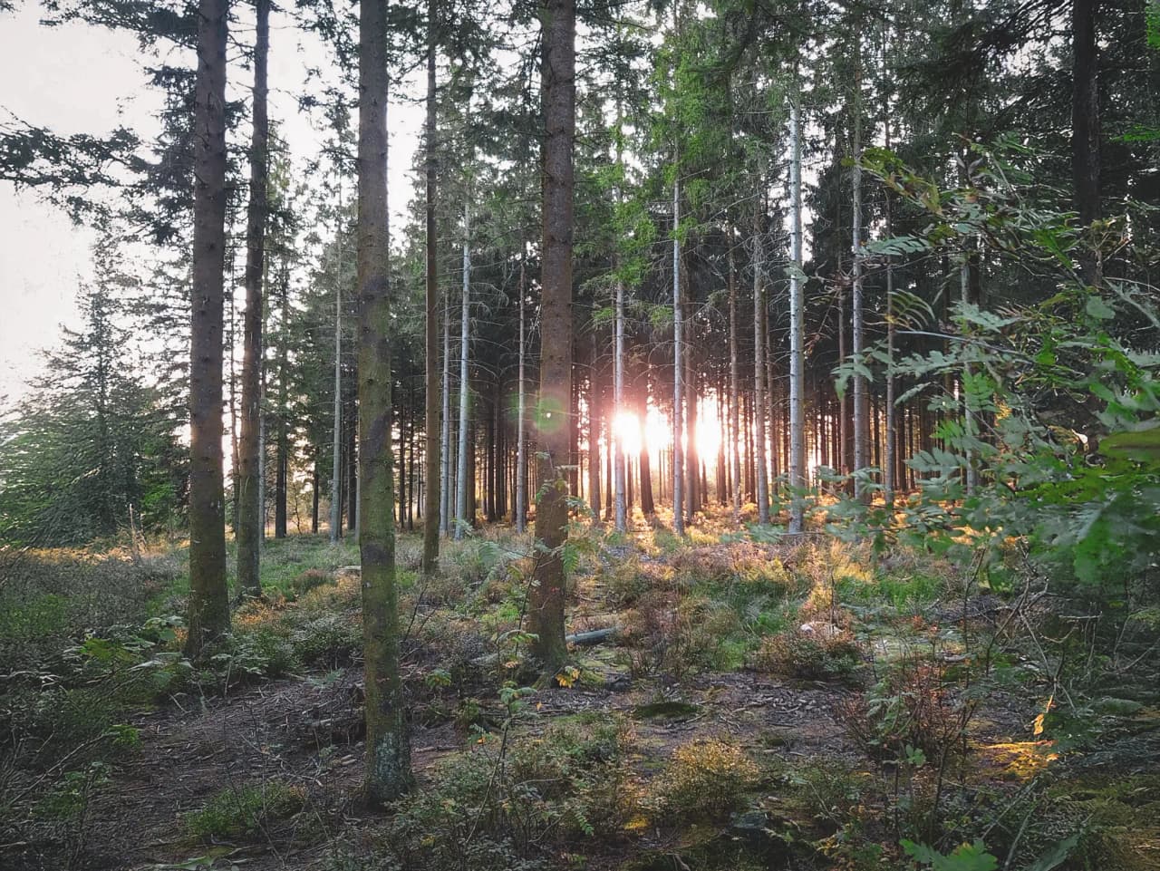 Forêt enchantée aux lumières dorées, invitant à l'évasion et à l'aventure en pleine nature.