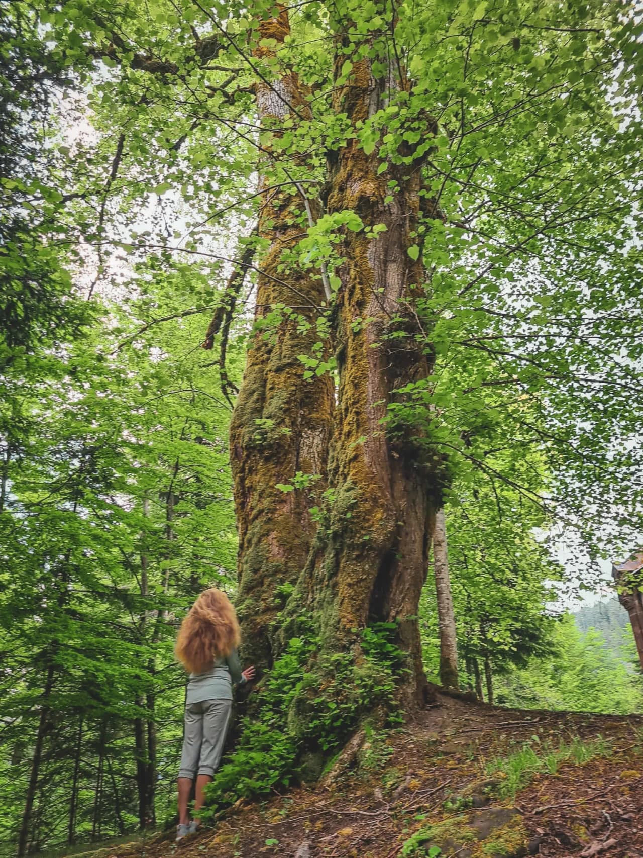 Iemand bewondert een majestueuze boom in een groen bos, een uitnodiging aan de natuur.