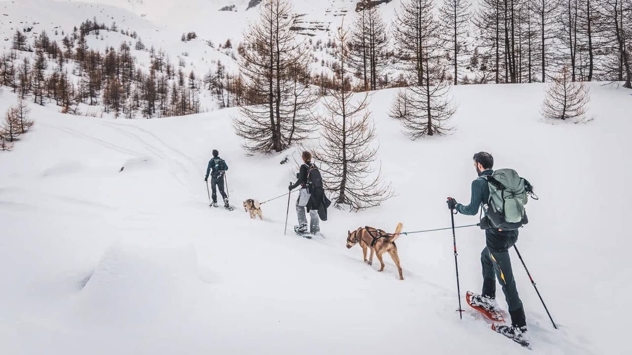 Een groep die op sneeuwschoenen wandelt, vergezeld door honden, over ongerepte sneeuw in de bergen.