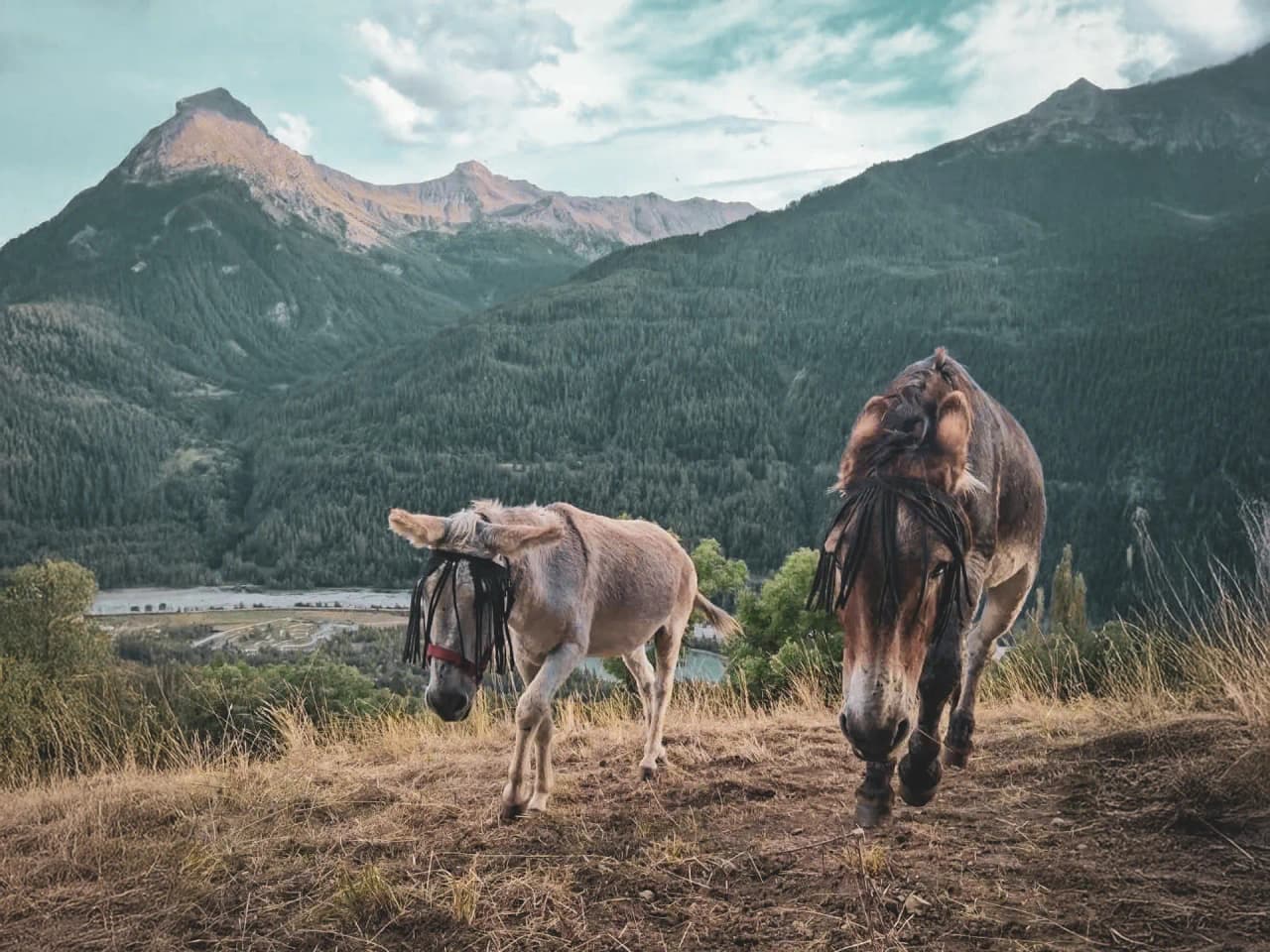 Donkeys trekking in the Écrins, surrounded by majestic mountains and Alpine landscapes.