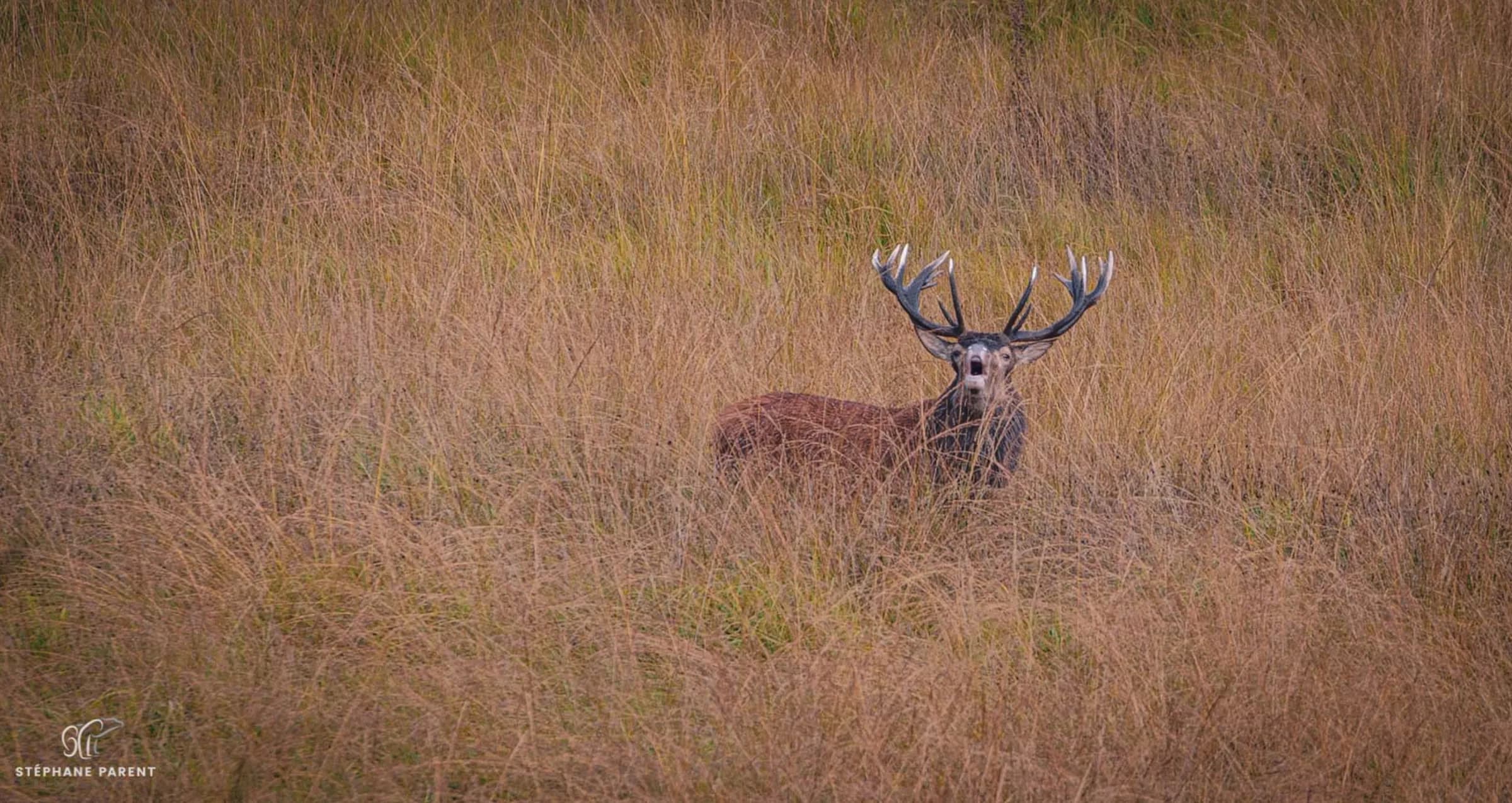 A majestic stag stands in the middle of a tall, golden meadow, surrounded by grasses that seem to gently undulate. Its impressive antlers, with their many branches, add to its grandeur. The deer, with its