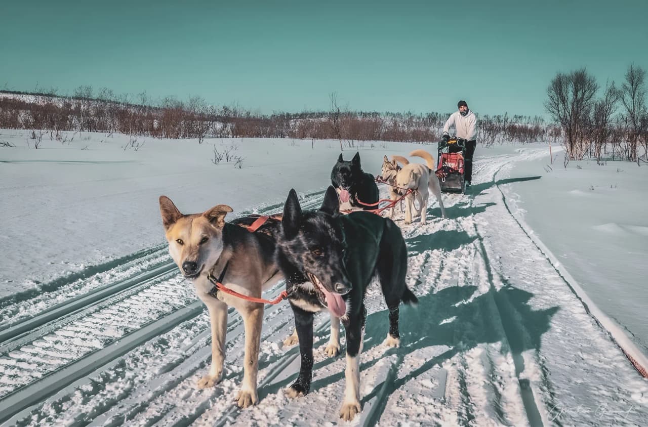 Huskies harnessed in a snowy landscape, guided by a musher through Lapland.