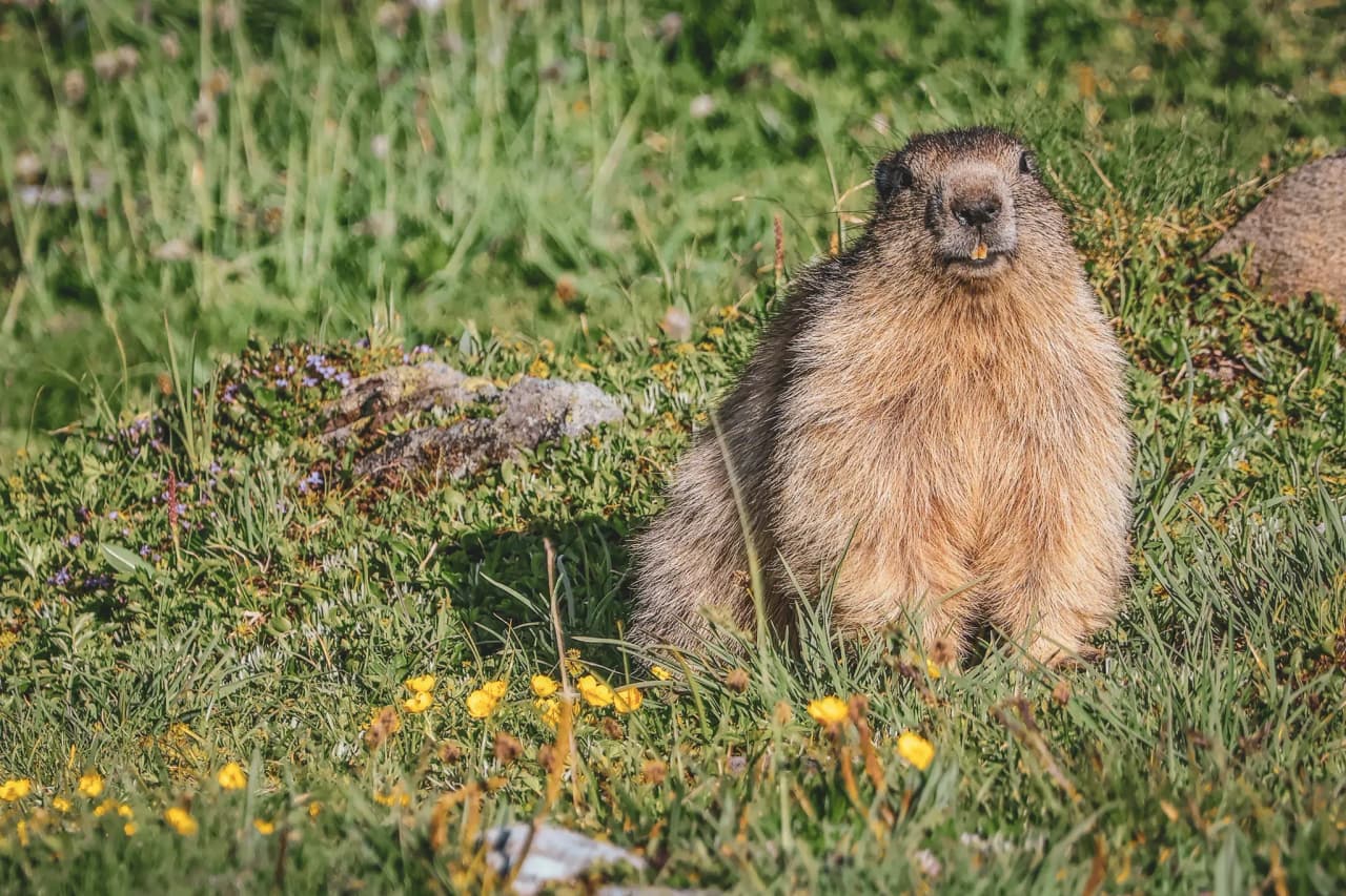 A peaceful marmot among alpine flowers, an invitation to explore the Vanoise.