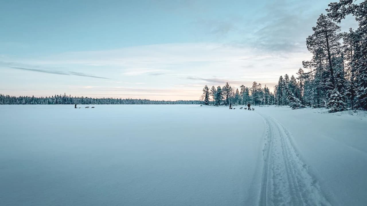 A snowy landscape in Lapland, with a musher and his dogs, under a soothing blue sky.