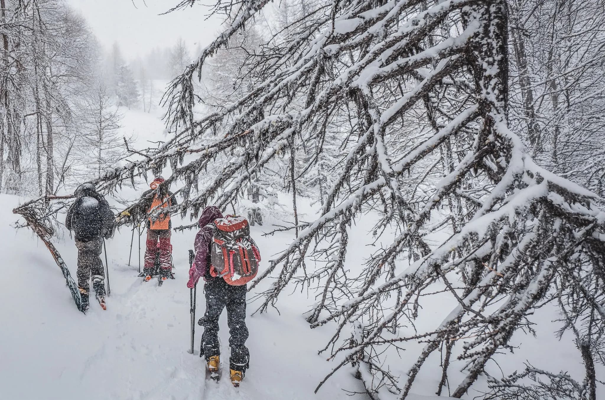 Three skiers advancing through deep snow, surrounded by magnificent snow-covered trees.