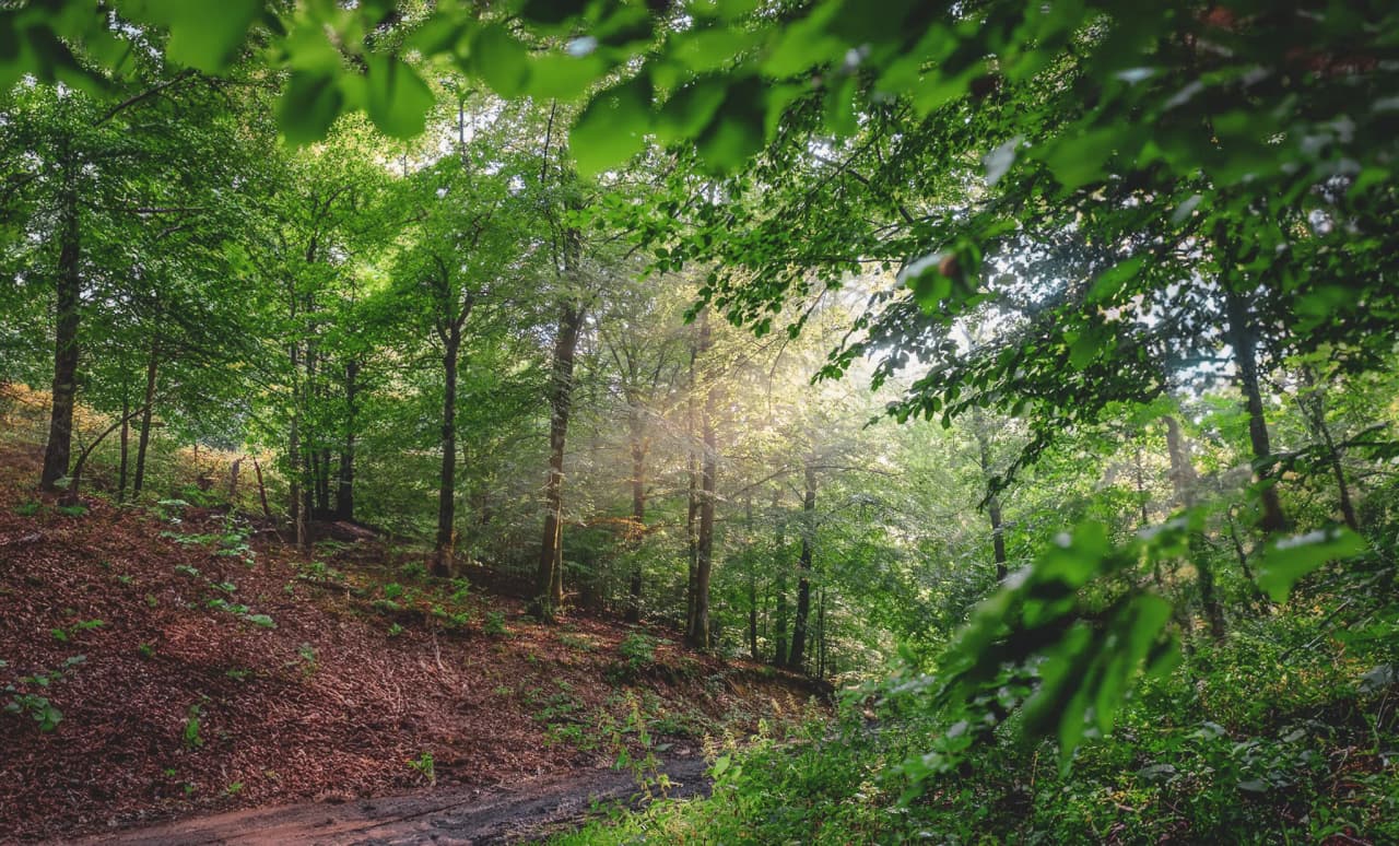 A winding path through dense forest, surrounded by lush green trees. The soft sunlight filters through the foliage, creating shadows and illuminating the ground covered in leaves and vegetation.