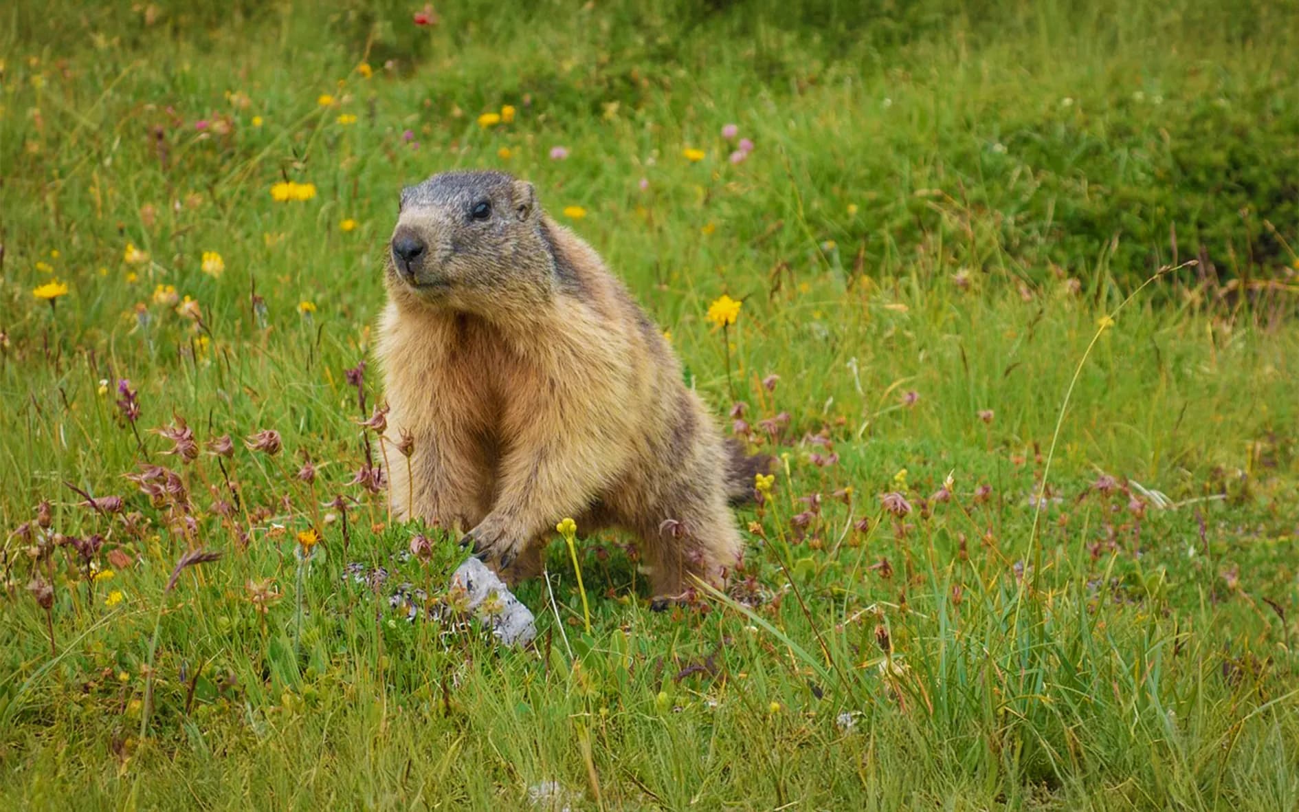 A marmot is perched among the wildflowers and green grass, its attentive eyes turned towards the observer. The animal's coat is light brown, darker on the face, while its eyes are