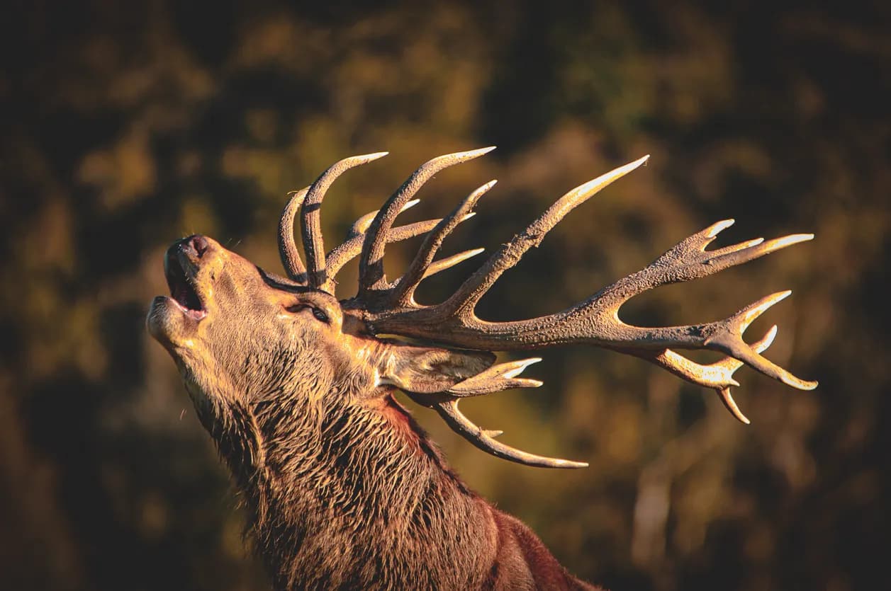 A majestic stag stands with its head raised, its large, imposing antlers stretching skywards. It seems to be uttering a sort of scream or roar, which emphasises its momentum and