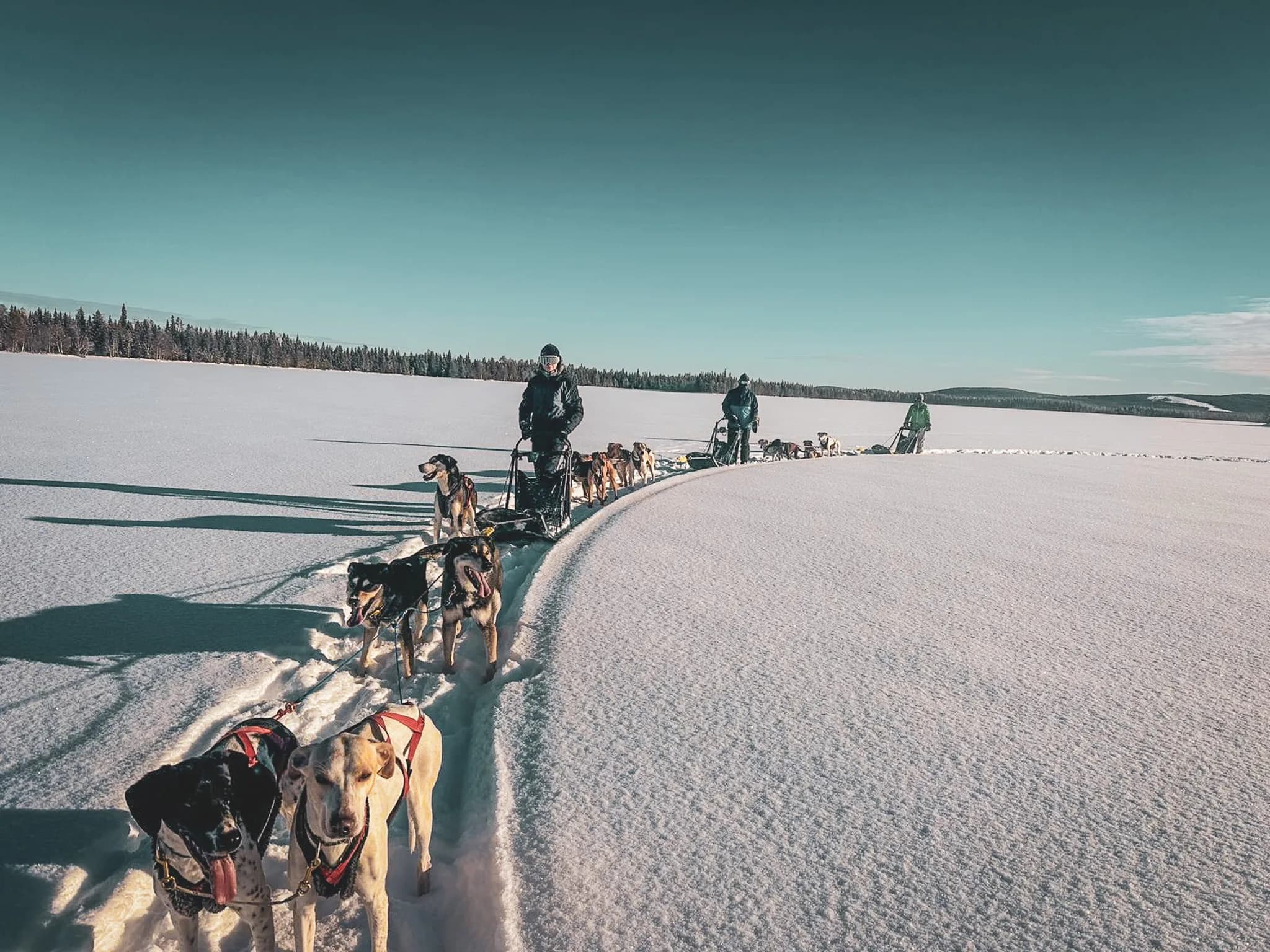 Een besneeuwd landschap in Lapland, met besneeuwde dennenbomen en een pastelkleurige lucht, belooft avontuur.