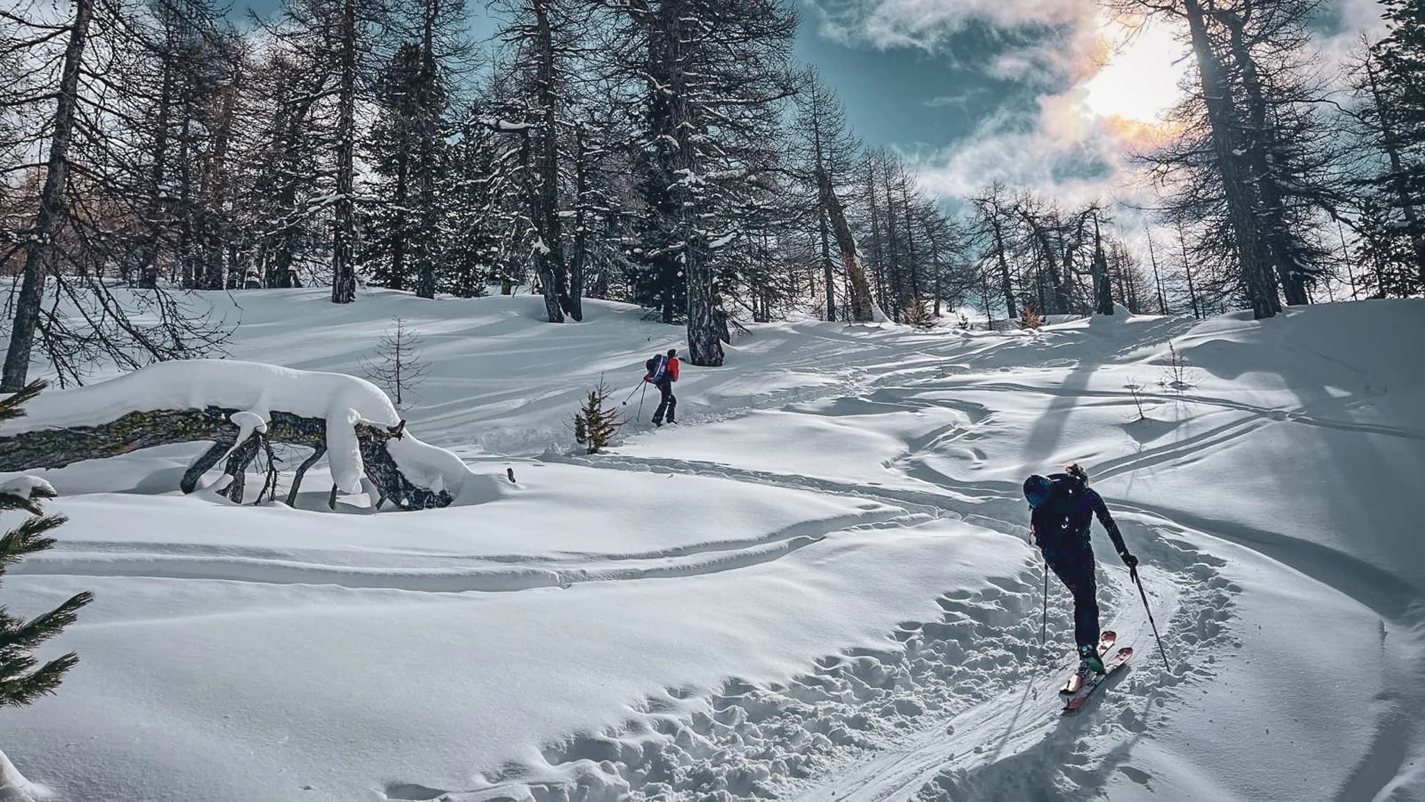Deux skieurs se frayent un chemin dans un paysage enneigé, entourés de majestueux mélèzes.