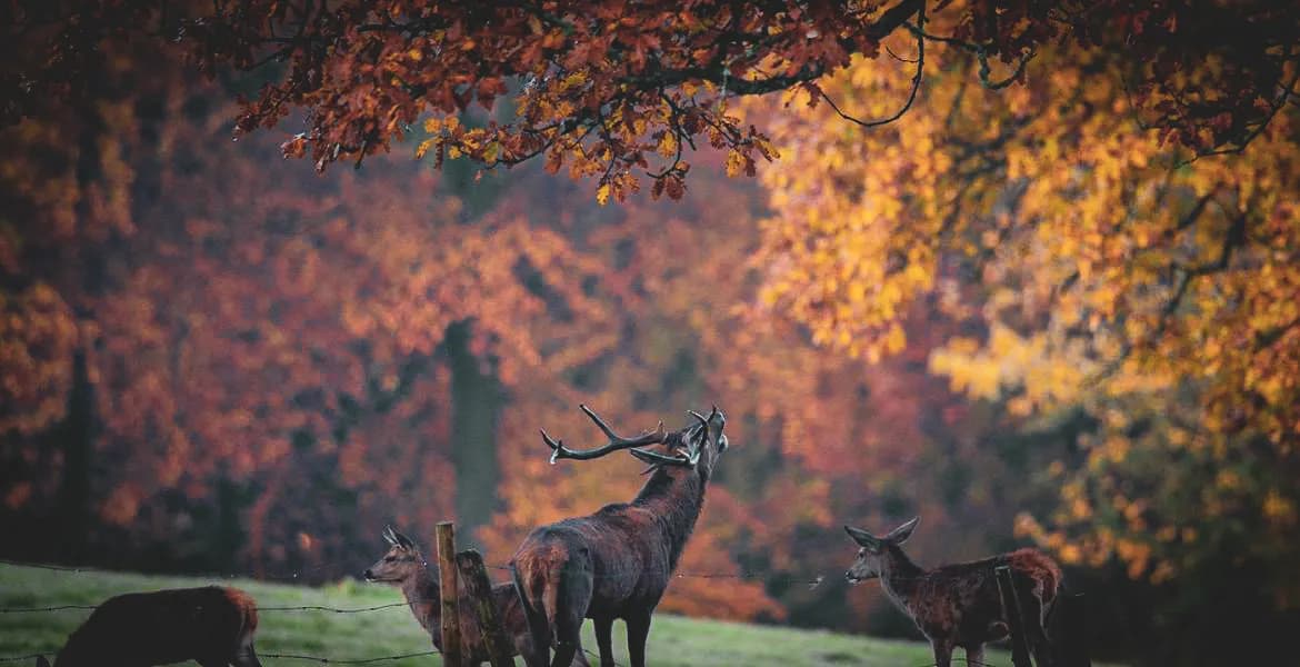 Een herfstlandschap van bomen met oranje en gouden bladeren. Op de voorgrond staat een majestueus hert met grote horens, terwijl verschillende damherten vredig in de buurt staan. De sfeer is rustig,