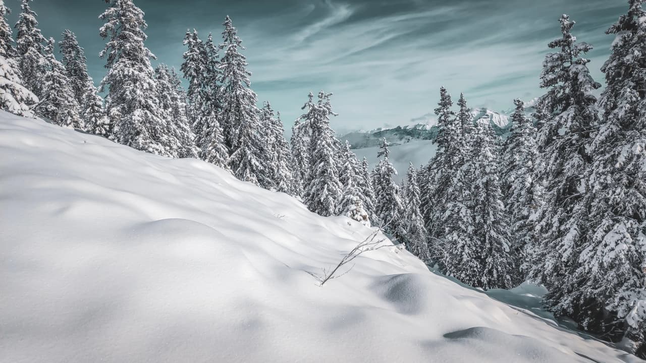 Paysage enneigé avec des sapins majestueux sous un ciel bleu, invitant à l'évasion en pleine nature.