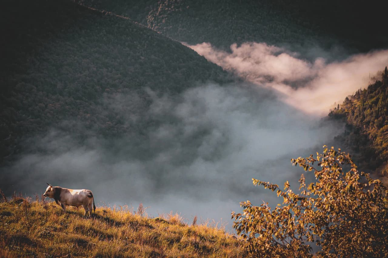 Een vredige koe op een mistige heuvel, een betoverend landschap in de Val di Comino.