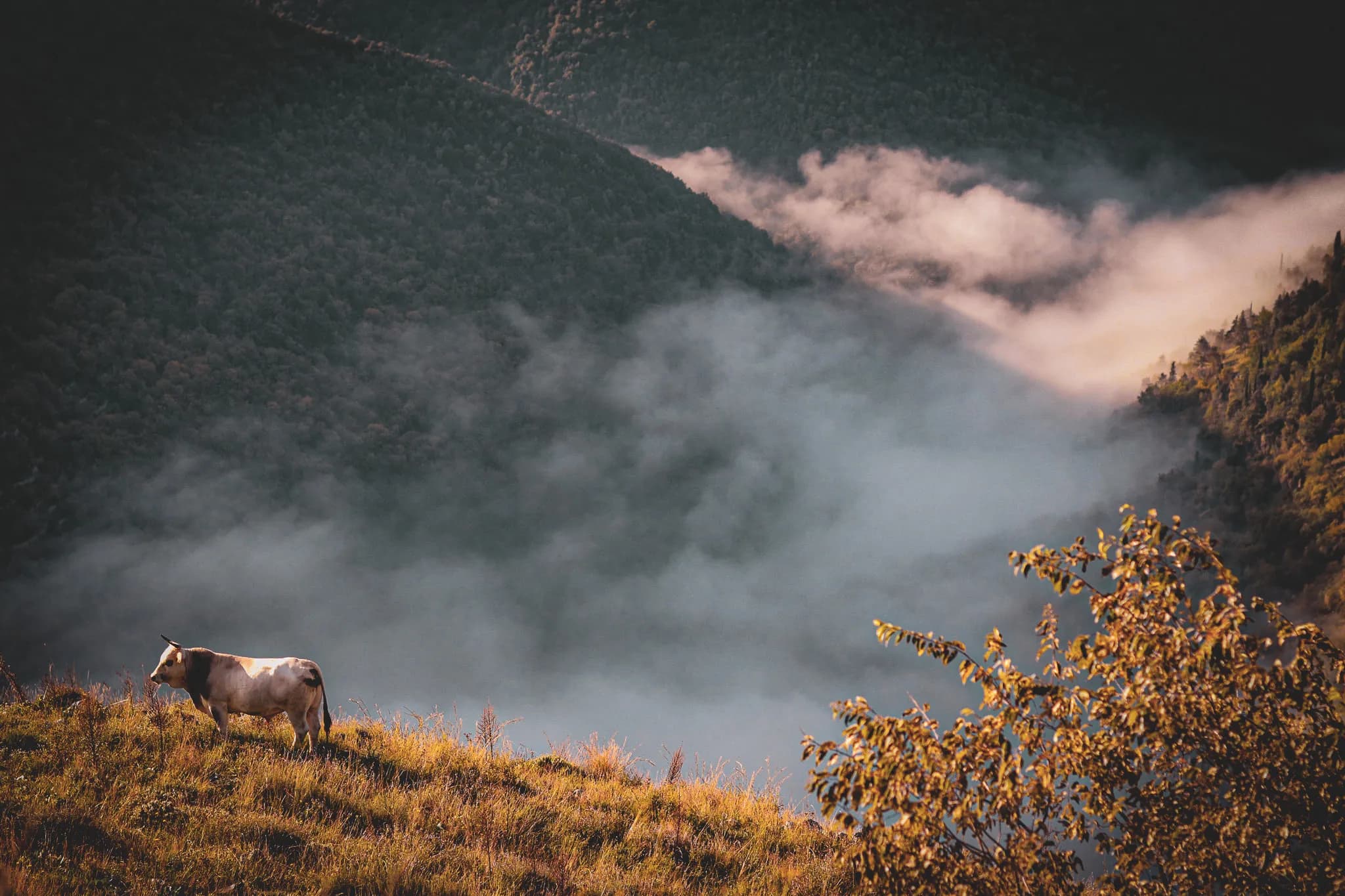 A peaceful cow on a misty hill, an enchanting landscape in the Val di Comino.
