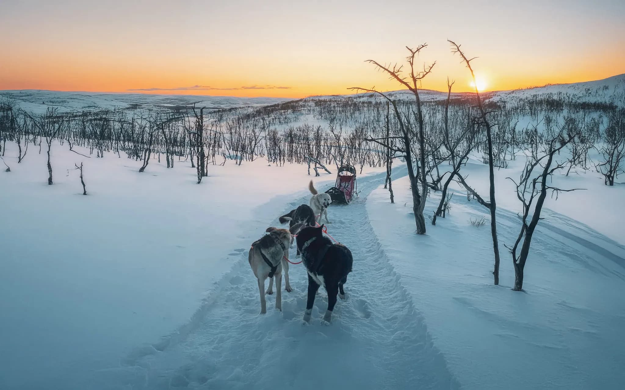 A serene winter landscape with a dog sled running along a snow-covered path. Dogs, harnessed to the sled, move together, while in the background, bare trees rise up.