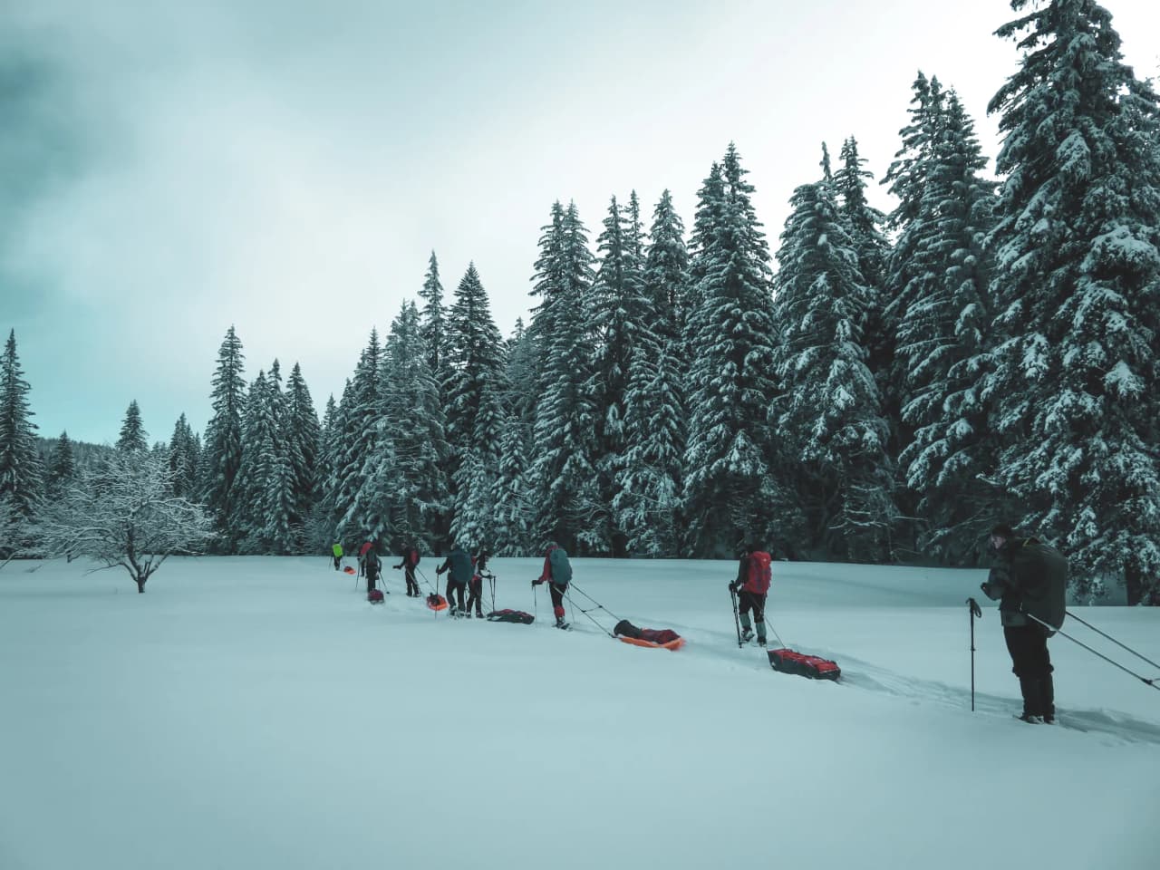A group on snowshoes crosses a snow-covered landscape, surrounded by majestic fir trees.