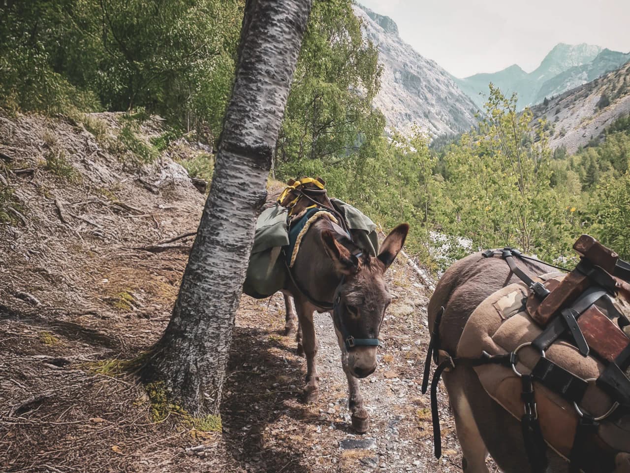 Two donkeys laden with luggage make their way quietly along a green mountain path.