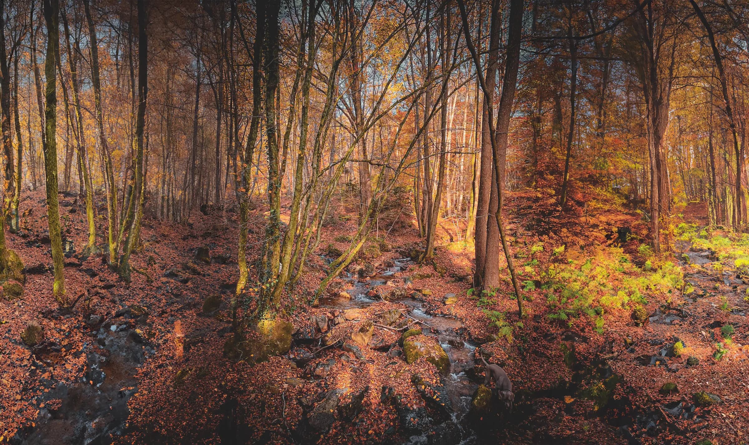 Een herfstlandschap van glooiende heuvels en bomen met gele en oranje bladeren. De grond is bedekt met een tapijt van dode bladeren, terwijl een beekje tussen de rotsen kronkelt. Het zonlicht filtert door