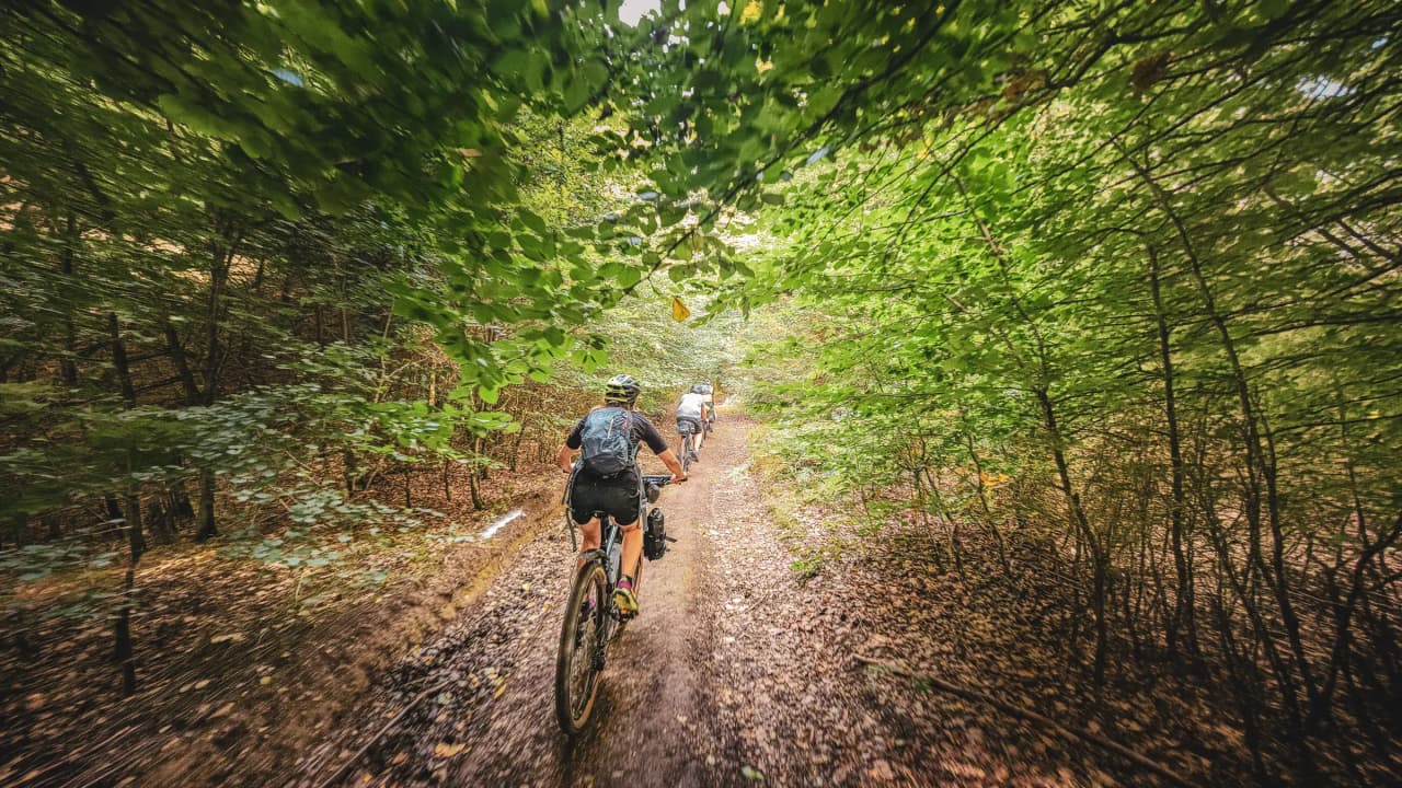 Three cyclists ride along a green forest path, surrounded by lush nature.